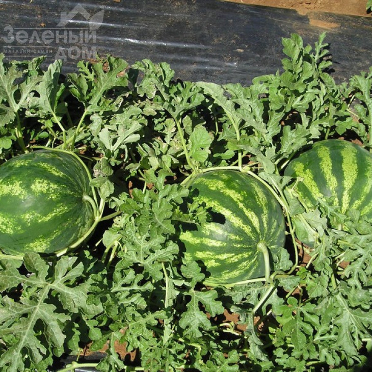 Кримсон світ / Crimson sweet (Clause),80 днів фото 2