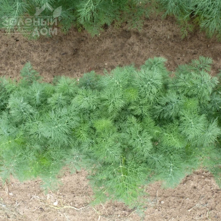 Тедди / Teddy фото 2