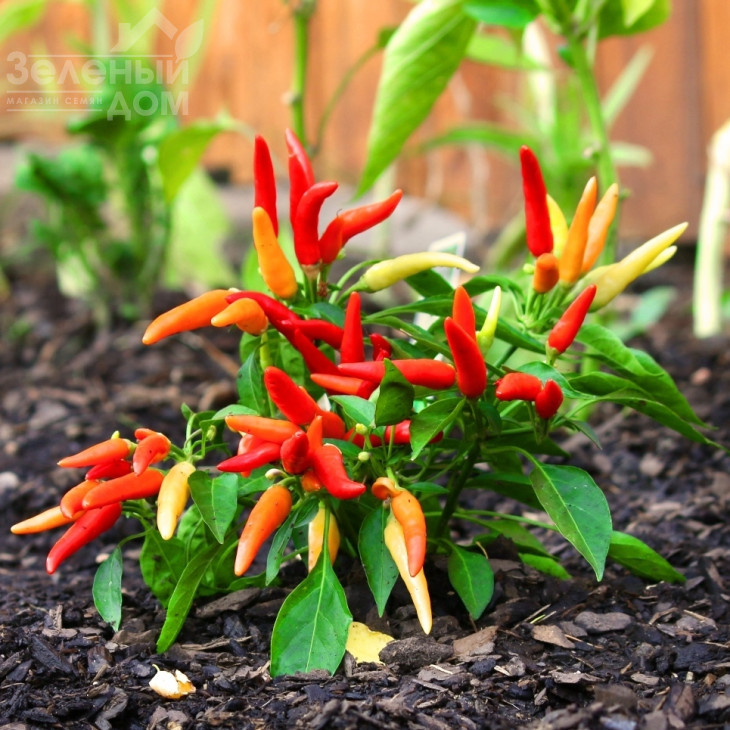 Поупіла / Poupila фото 1