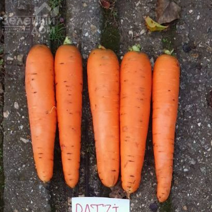 Патзі F1 / Patzi F1,110-120 днів фото 1