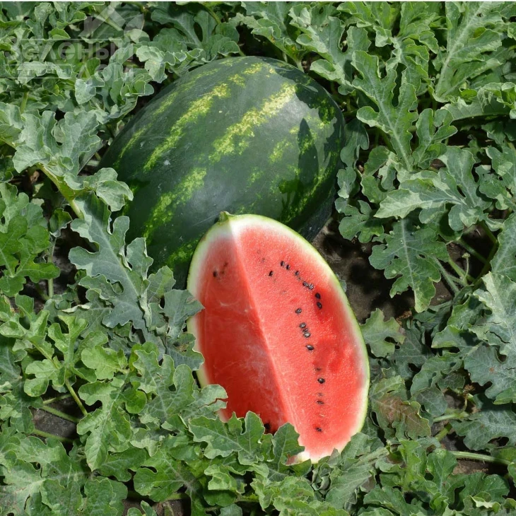 Леджио F1 / Legio F1 фото 3