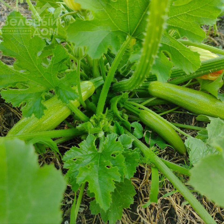 Мерлін (INX 10554) F1 / Merlin (INX 10554) F1 фото 5