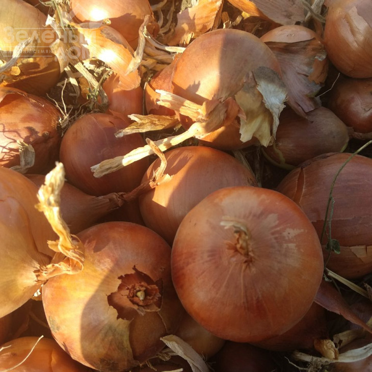 Шанкар F1 (Каліпсо F1) / Shankar F1 (Calypso F1), 120-125 днів фото 1