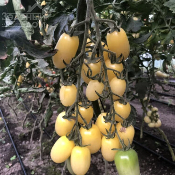 Смарт F1 / Smart F1, 95 дней  фото 1