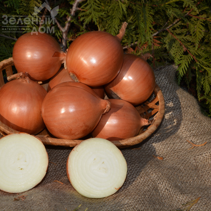 Міссісіпі F1 / Mississippi F1,115 днів фото 4