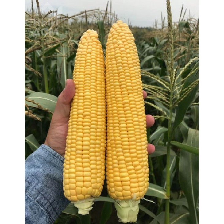 Драйвер F1 / Drayver F1 фото 2