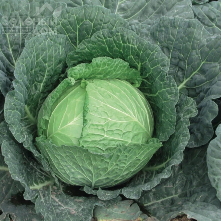 Савой Кинг F1 / Savoy King F1, 85-90 дней фото 2