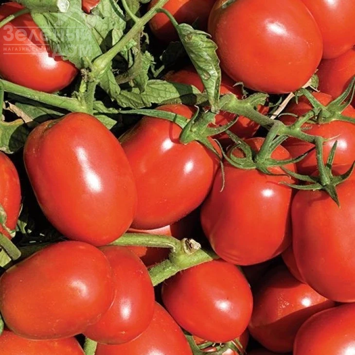 Дельфо F1 / Delfo F1.95-100 дней фото 1