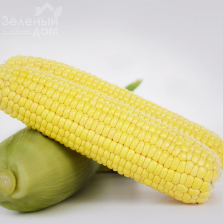 Фрагман F1 / Fragman F1, 76-80 днів фото 1