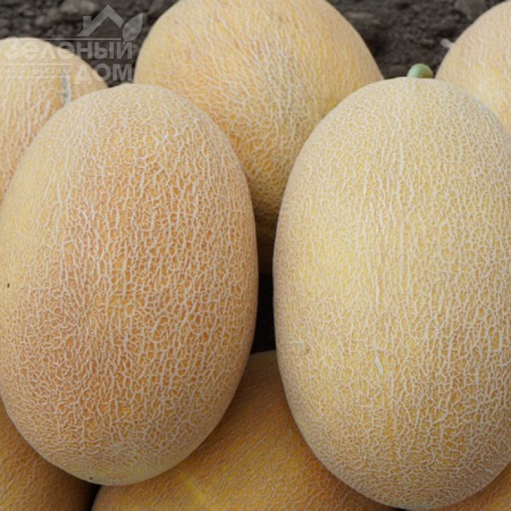 Мазін F1 / Mazin F1,60 днів фото 4