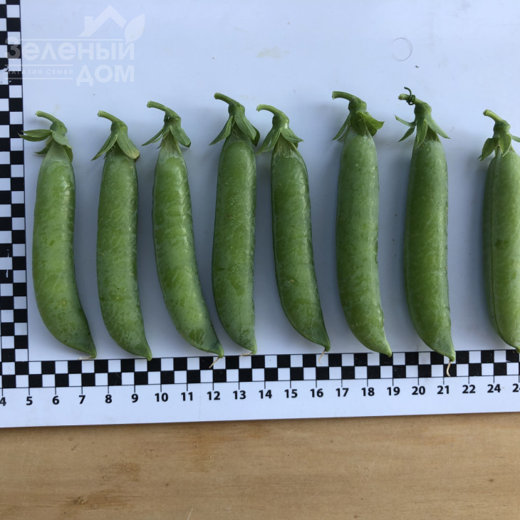 Мегасайз / Megasayz, 55-60 днів фото 3