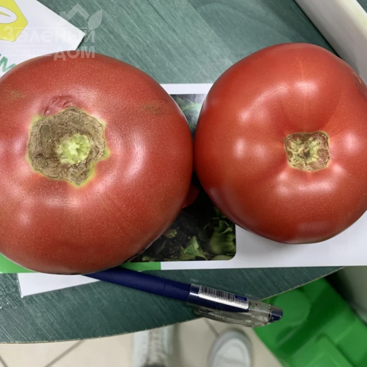 Розетт (ТЛ 18304) F1 / Rosett (TL 18304) F1 фото 2