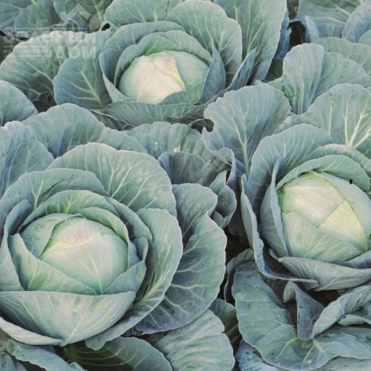 Профессор F1 / Professor F1,115-120 дней фото 3