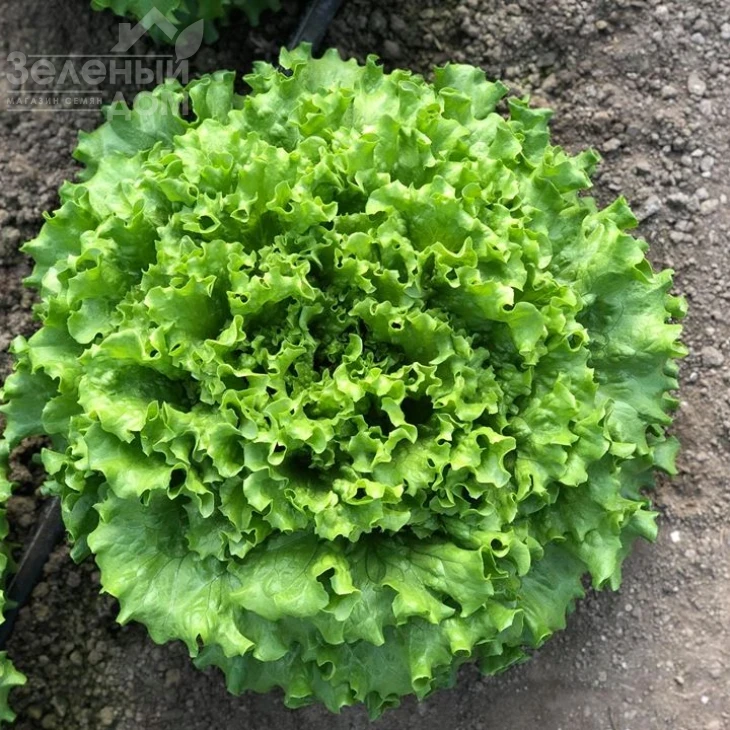 Кюрли / Kurly фото 2