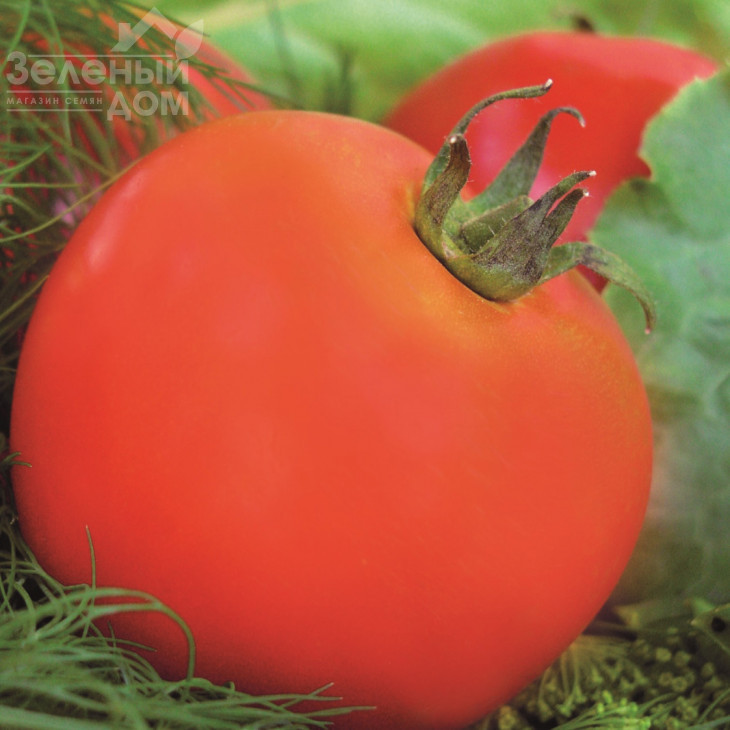 Ляна / Lyana фото 1