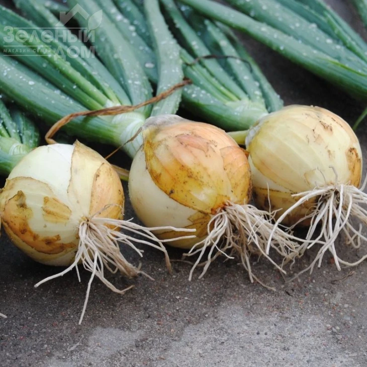 Сеншуй Еллоу / Senshyu Yellow фото 1