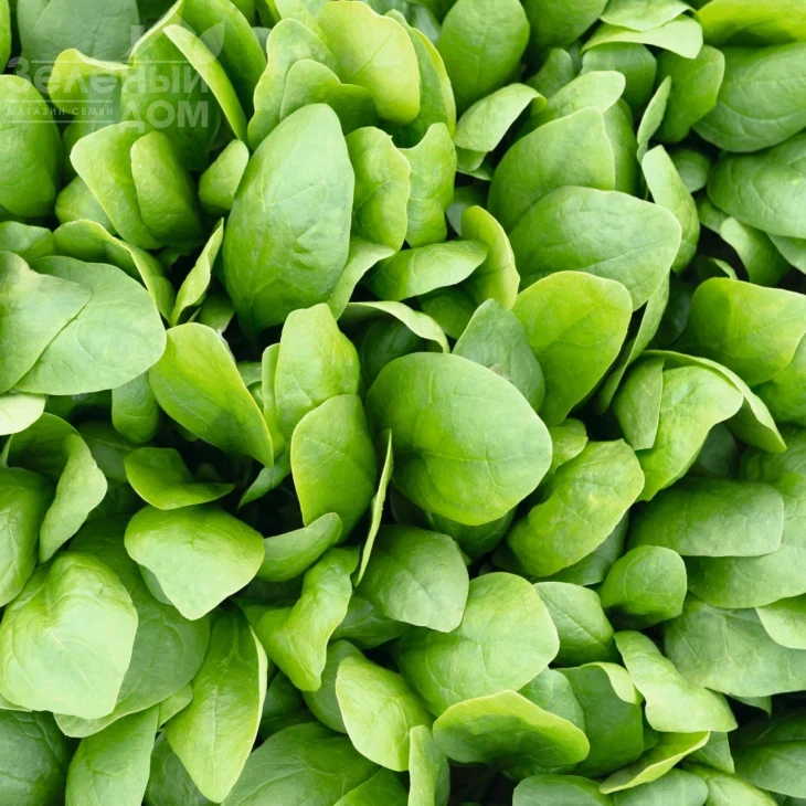 Спирос F1 / Spiros F1,44 дня фото 2