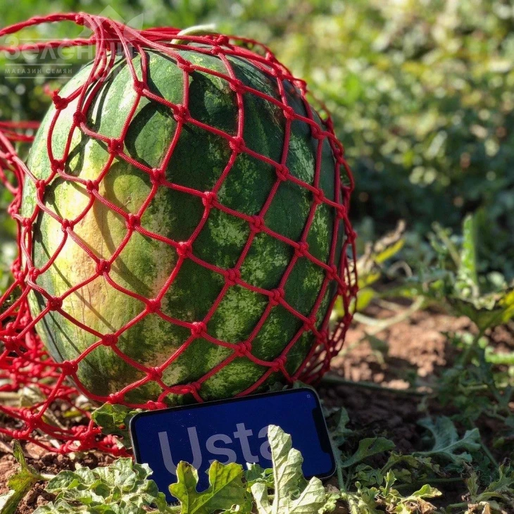 Хилон (Уста,141-172) F1 / Xilon (Usta,141-172) F1,60-62 дня фото 2