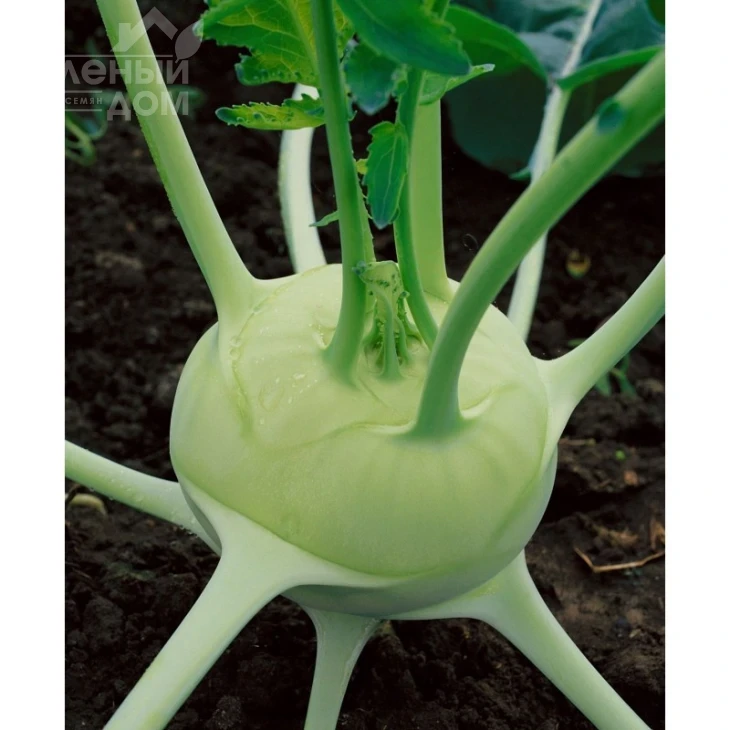 Спарта F1 / Sparta F1,60-70 дней фото 1