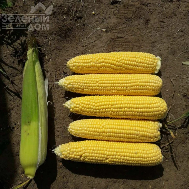 Джиа F1 / Dzhia F1, 75-77 дней фото 1