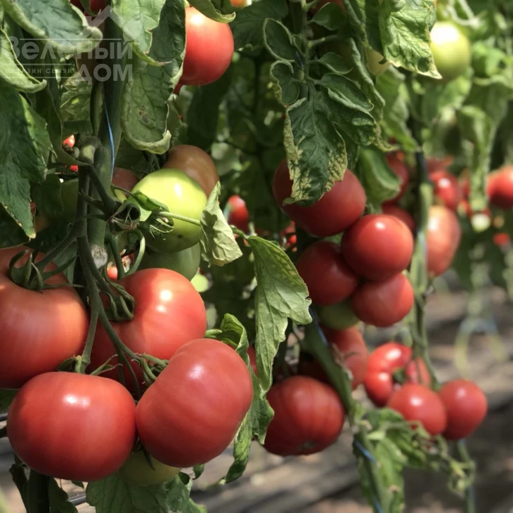 Пинк Клер F1  (HTP-11) / Pink Claire F1  (HTP-11),105-115 дней фото 1