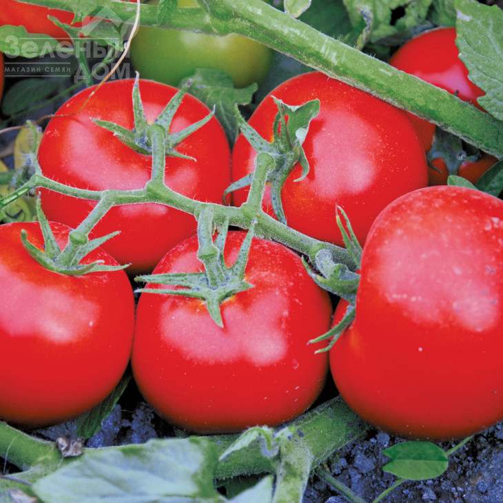 Сагатан F1 / Sagatan F1,55-60 днів фото 2