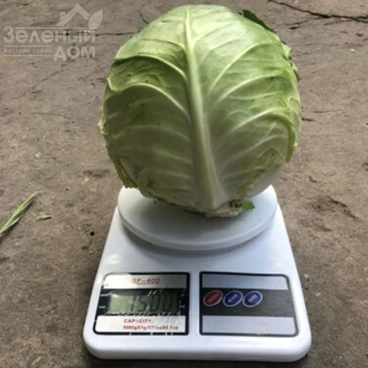 Индиана F1 / Indiana F1,70 дней  фото 2