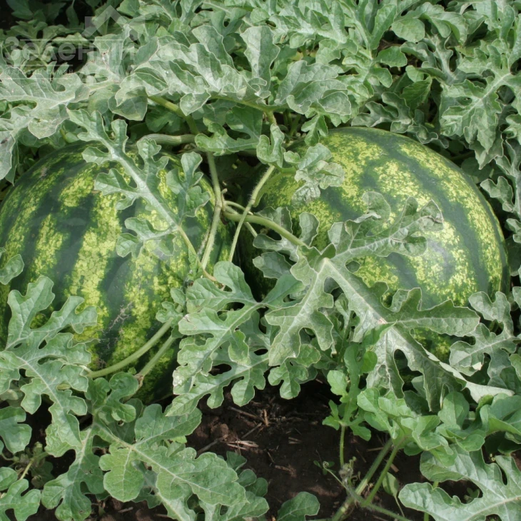 Виктория F1 / Victoria F1,56-60 дней фото 1