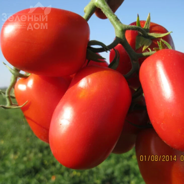 3402 F1 / 3402 F1,110 дней фото 4