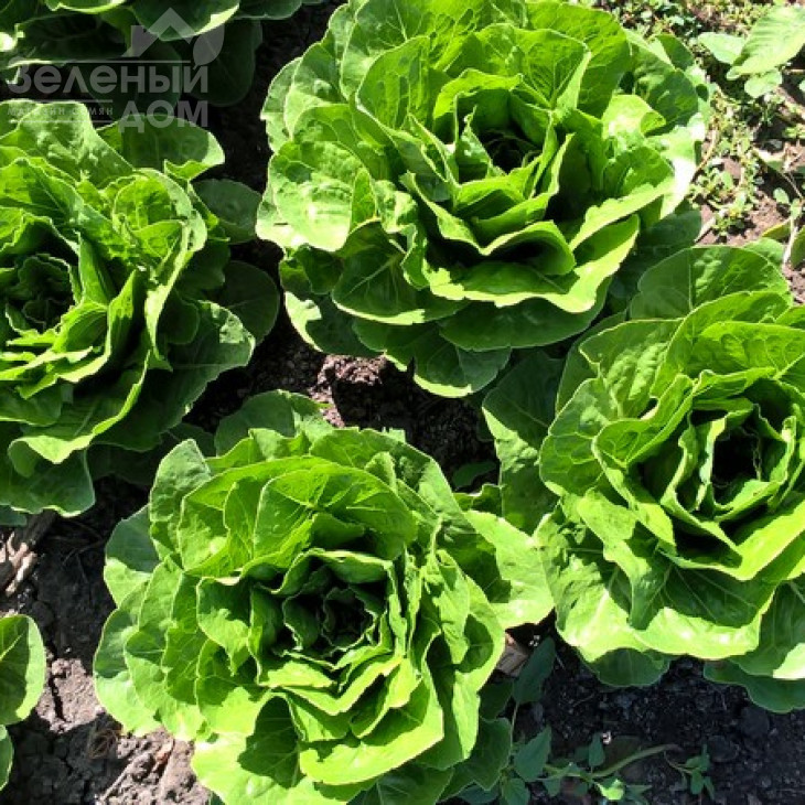 Корбана / Corbana фото 1