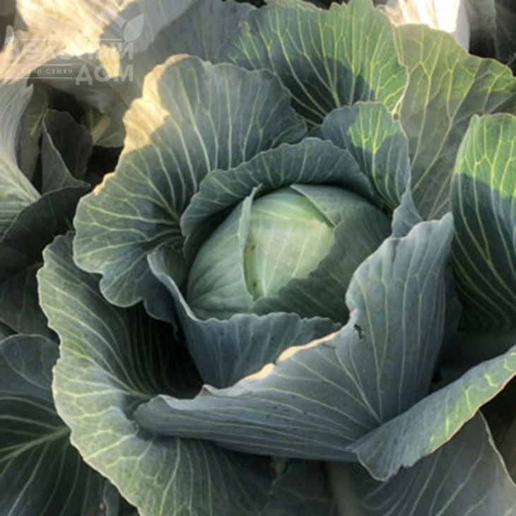 Мэриленд F1 / Merilend F1,120 дней фото 3