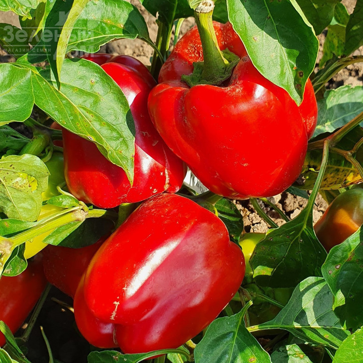 Нела F1 / Nela F1 фото 1