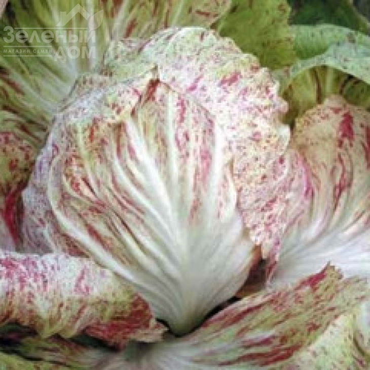 Луція / Lucia, 60 днів фото 1