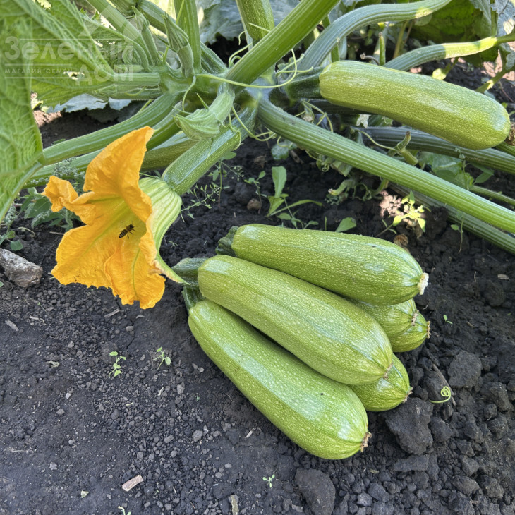 Хіба F1 / Hiba F1, 32-35 днів фото 1