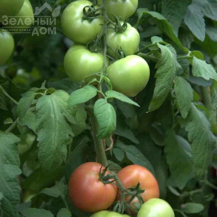 Санрайз F1 / Sunrise F1 фото 1