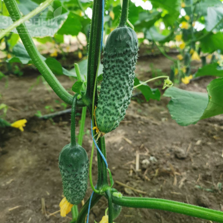 Брутус F1 / Brutus F1,35-37 днів фото 3