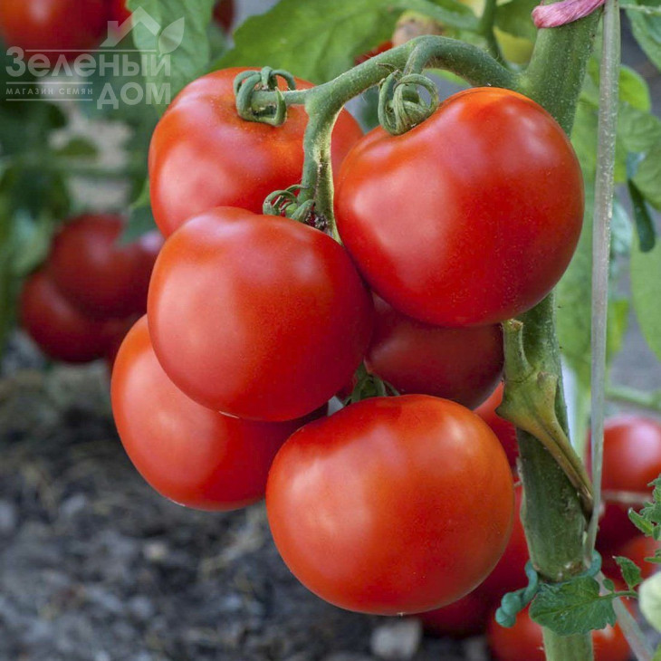 Тайпрінц F1 / Typrince F1,110-120 днів фото 1