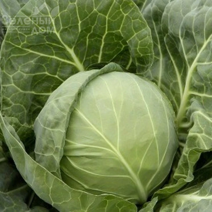 Боликор F1 / Bolikor F1,55-60 дней фото 1