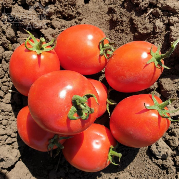 Кафа F1 / Kafa F1,70-75 днів фото 2