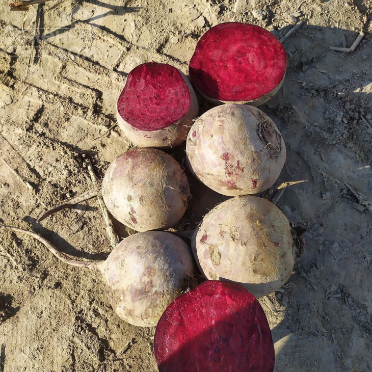 Марун F1 / Marun F1,55-60 днів фото 4