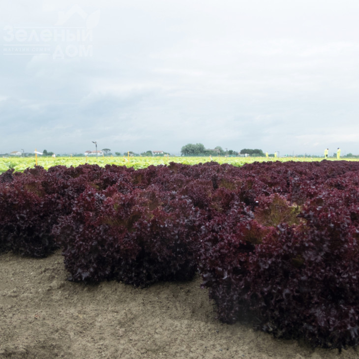 Солос / Solos,40-45 днів фото 2