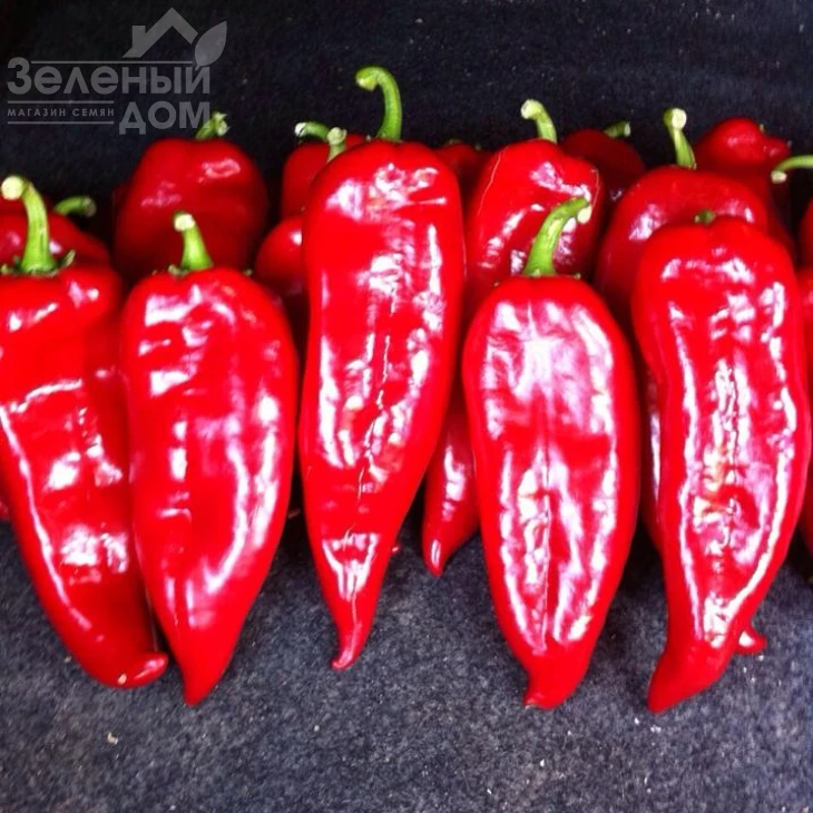 Буркап / Burkap, 70-85 дней фото 1