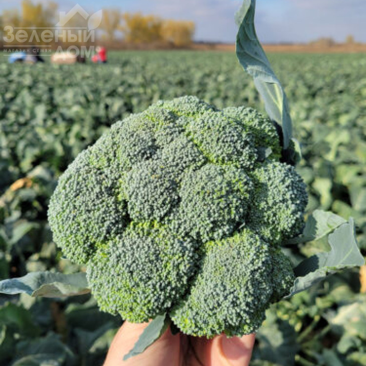 Трібека F1 / Trybeka F1, 70-75 днів фото 3