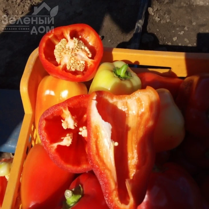 Фиджи F1 / Fidzhi F1,62-65 дней фото 6