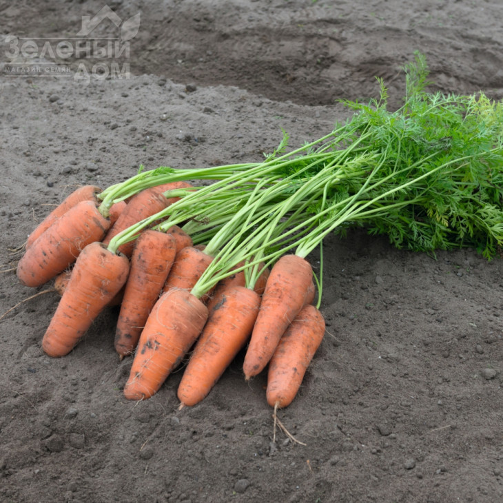 Курасао F1 / Curacao F1,95 днів фото 1