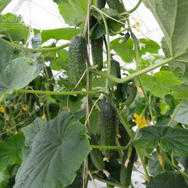 Арістан F1 / Aristan F1,40-42 дні фото 3