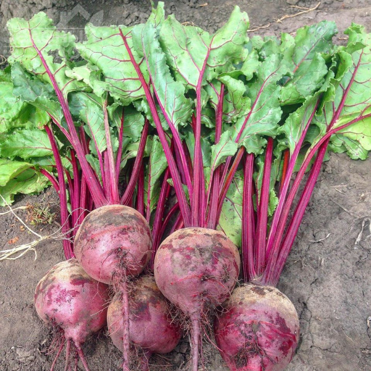 Марун F1 / Marun F1,55-60 днів фото 1