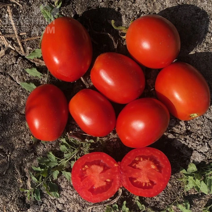 5108 F1 / 5108 F1,95-100 дней фото 4