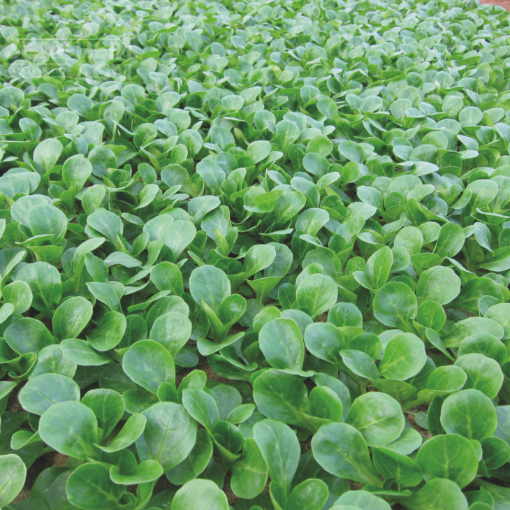 Амели / Ameli фото 2