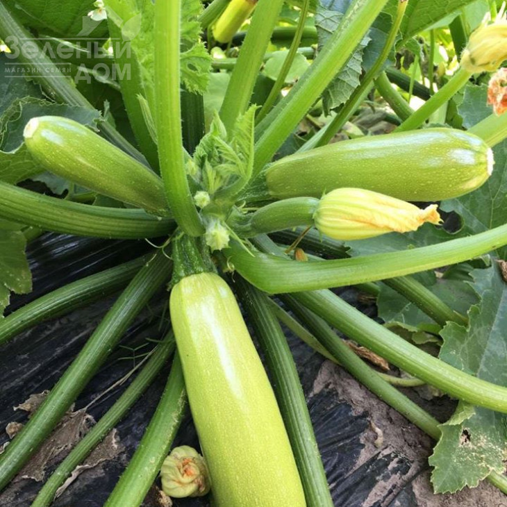 Аделія F1 / Adelia F1 фото 4